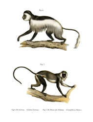 Mantelaffe